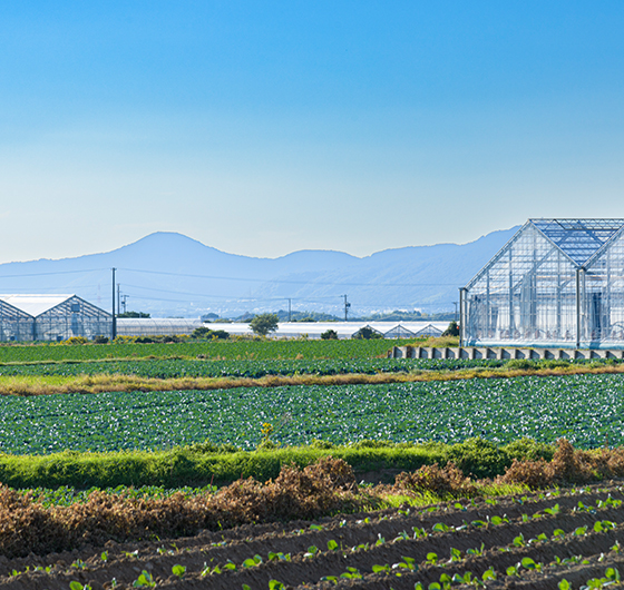 国産野菜を栽培している様子